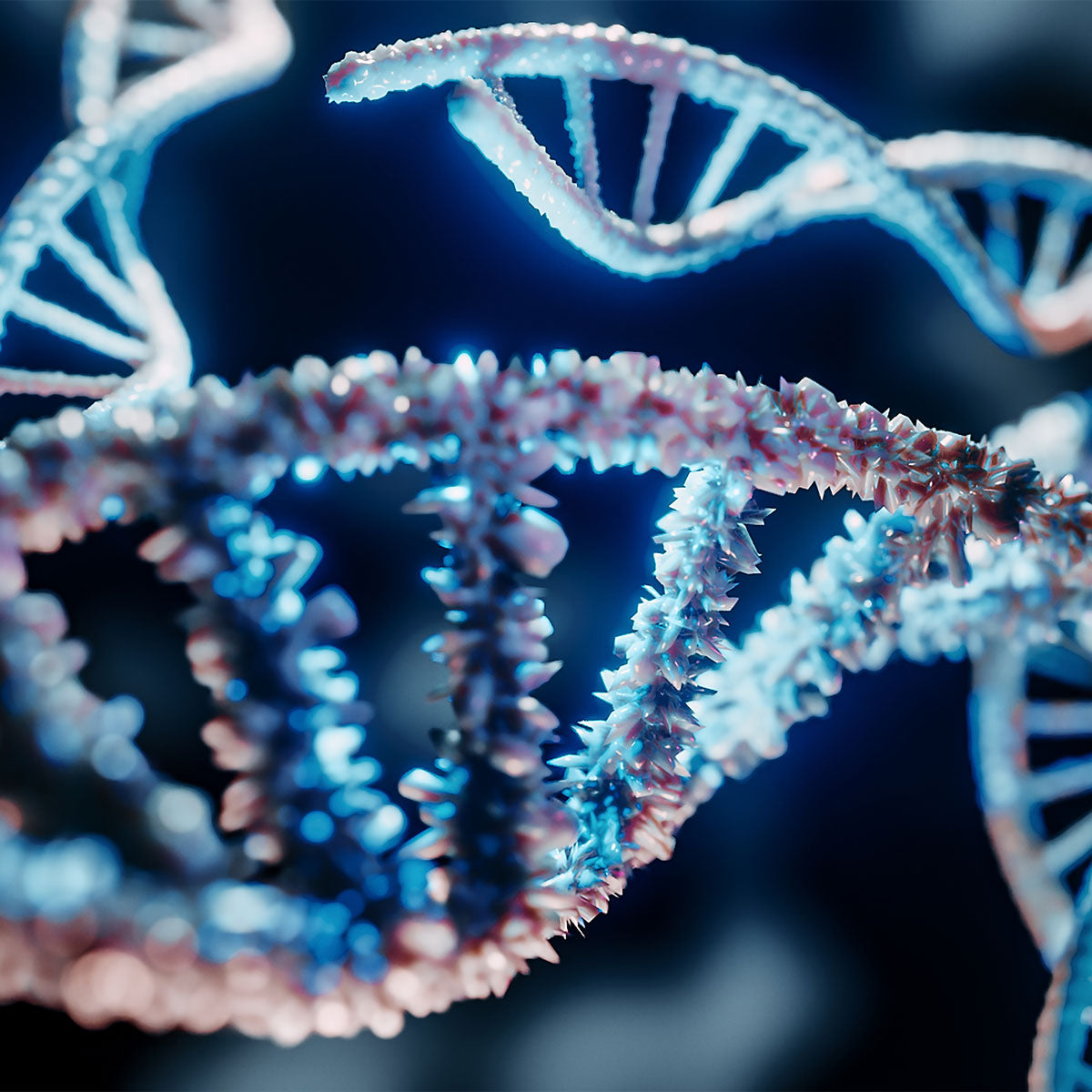 Zedism-DNA Zedism-DNA