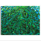 Zedist Kelp Forest | Open Edition Print Fine Art Print Zedism by Yuransky Stretched Canvas 8x10 None