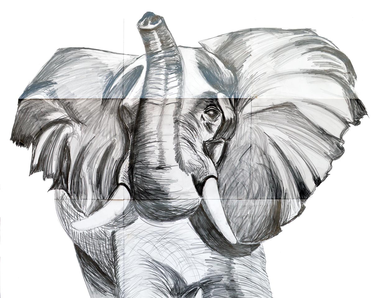 Zedism-Elephant-Sketch